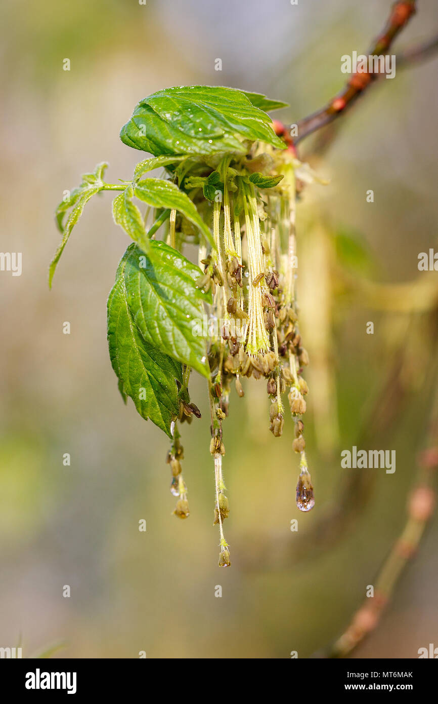 Branche d'arbre avec les jeunes feuilles au printemps après la pluie Banque D'Images