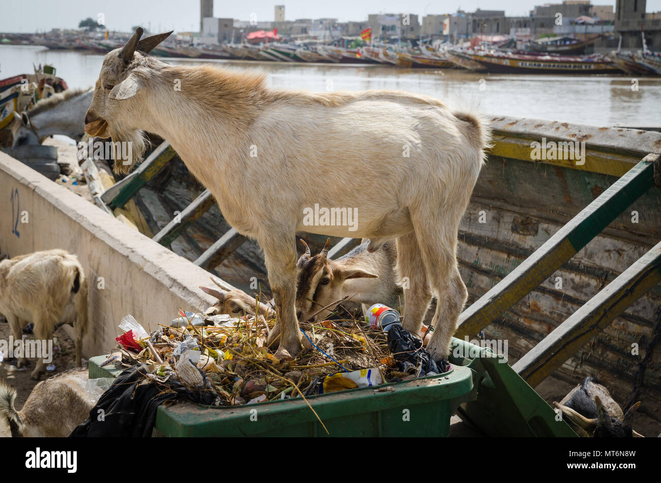Les chèvres debout dans les ordures et déchets et de manger en ville côtière de l'Afrique de St Louis, Sénégal, Afrique Banque D'Images