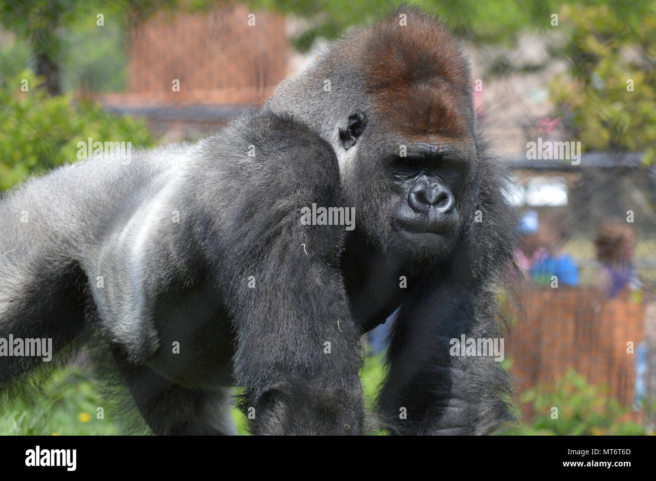 Gorille de plaine de l'Ouest à l'extérieur Banque D'Images