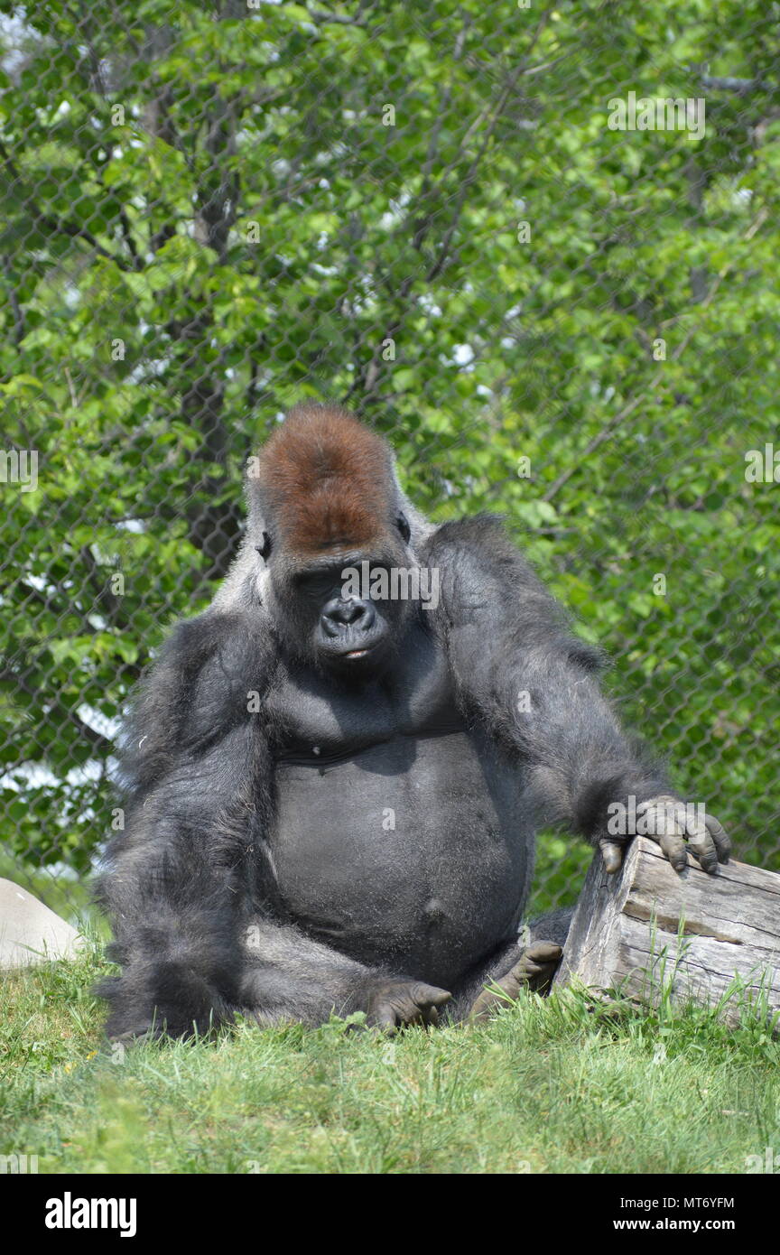 Gorille de plaine de l'Ouest à l'extérieur Banque D'Images