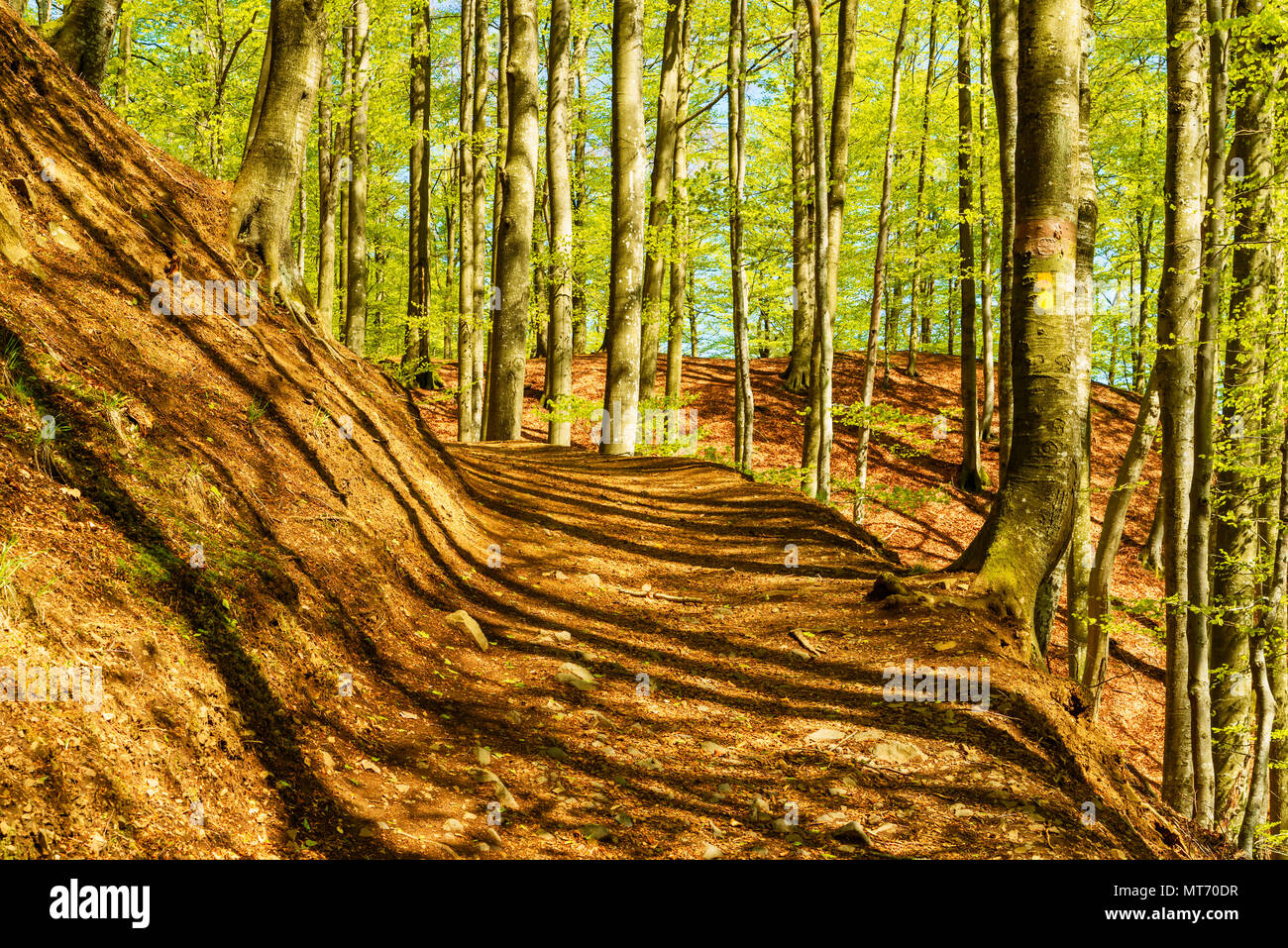 Sentier de randonnée sur une colline dans une forêt de hêtres sur une journée ensoleillée. Soderasen parc national en Suède. Banque D'Images
