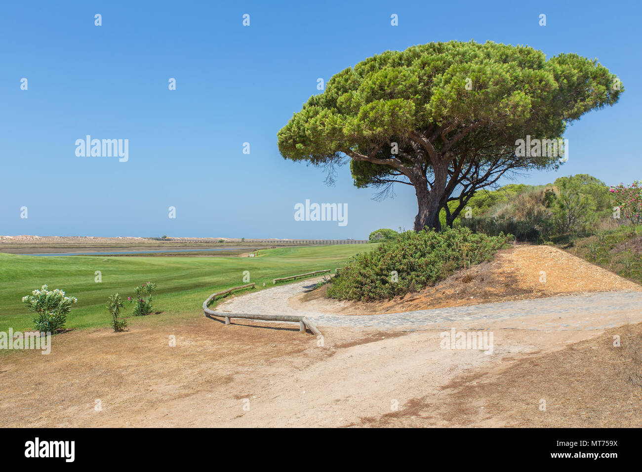 Paysage portugais à côte avec pine tree Banque D'Images