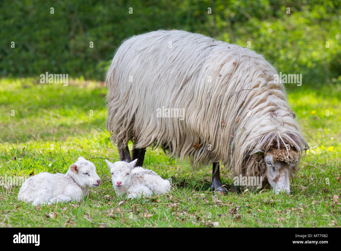 Mère avec deux moutons Agneaux blanc couché dans les pâturages Banque D'Images