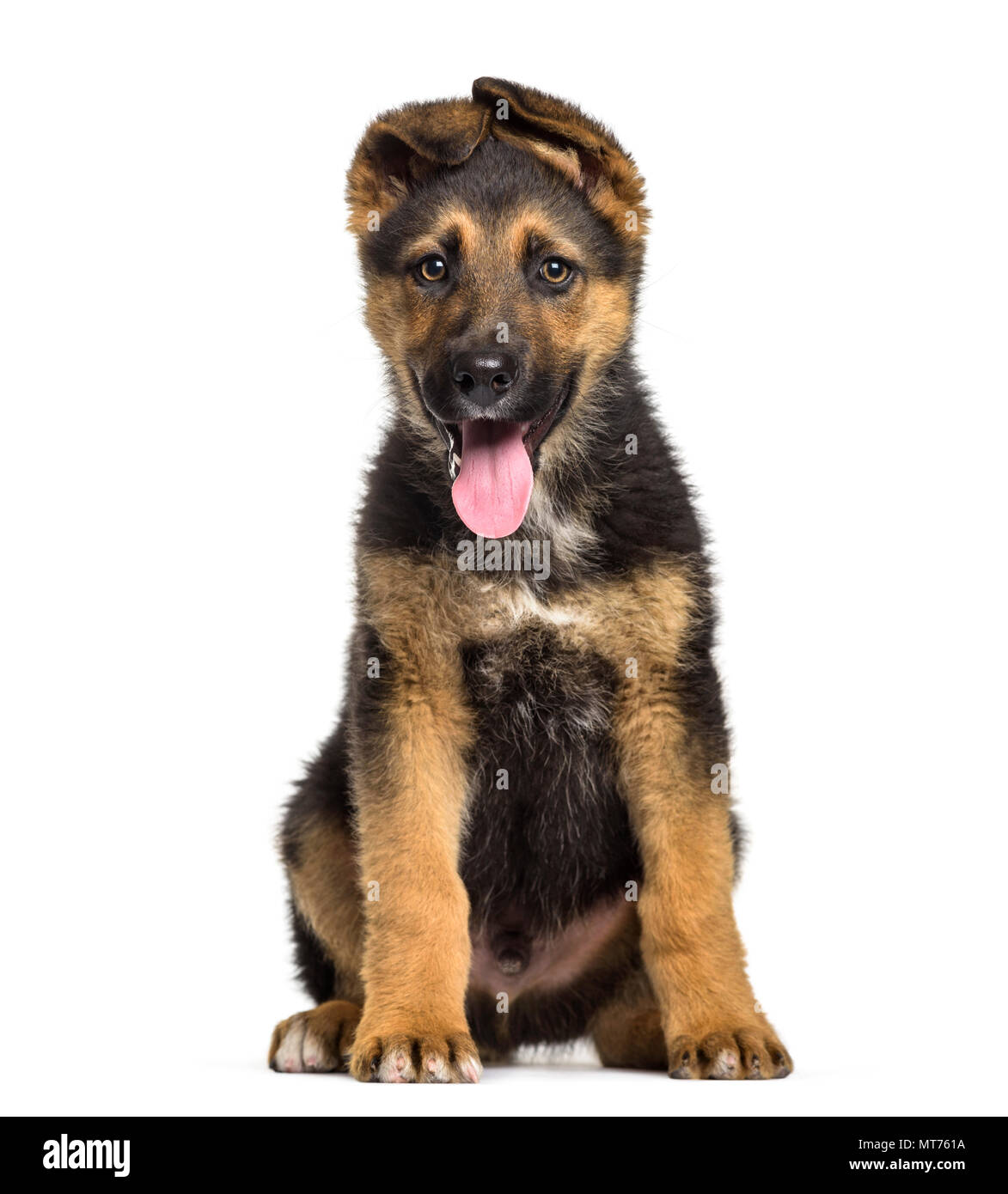 Chiot de berger allemand Banque de photographies et d’images à haute