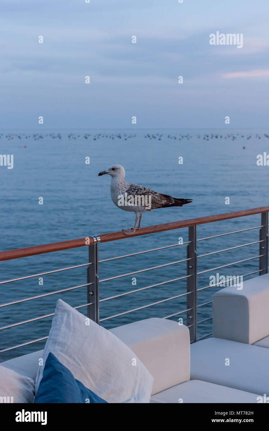 Fier seagull marche sur terrasse de café vide Banque D'Images