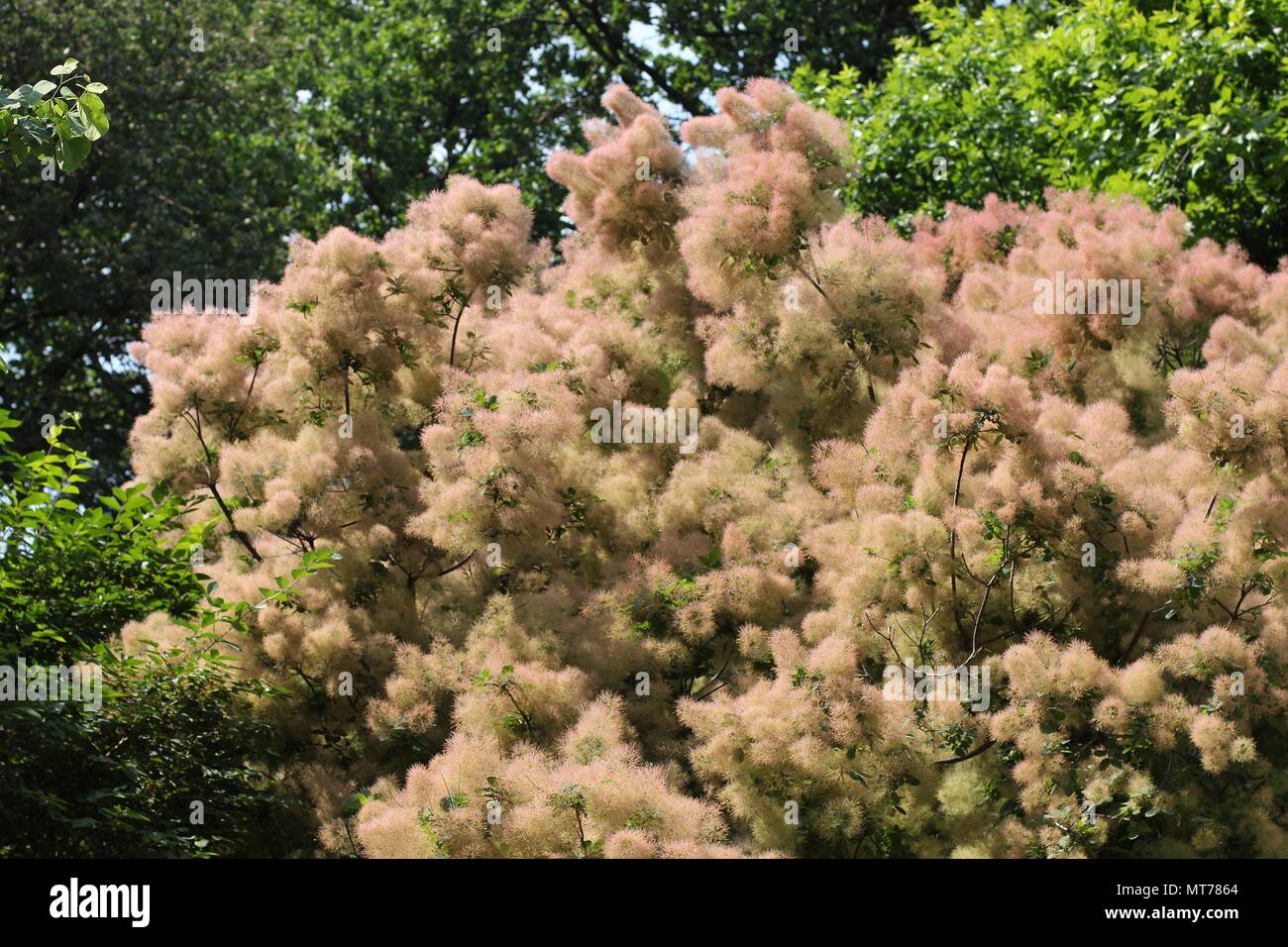 Fleurs de Prunus serrula rosâtre Banque D'Images