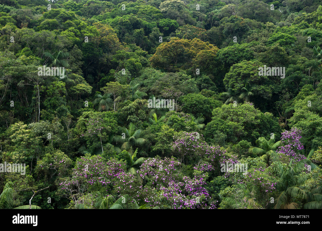 La Forêt Tropicale Atlantique dans l'État de São Paulo, Brésil Banque D'Images
