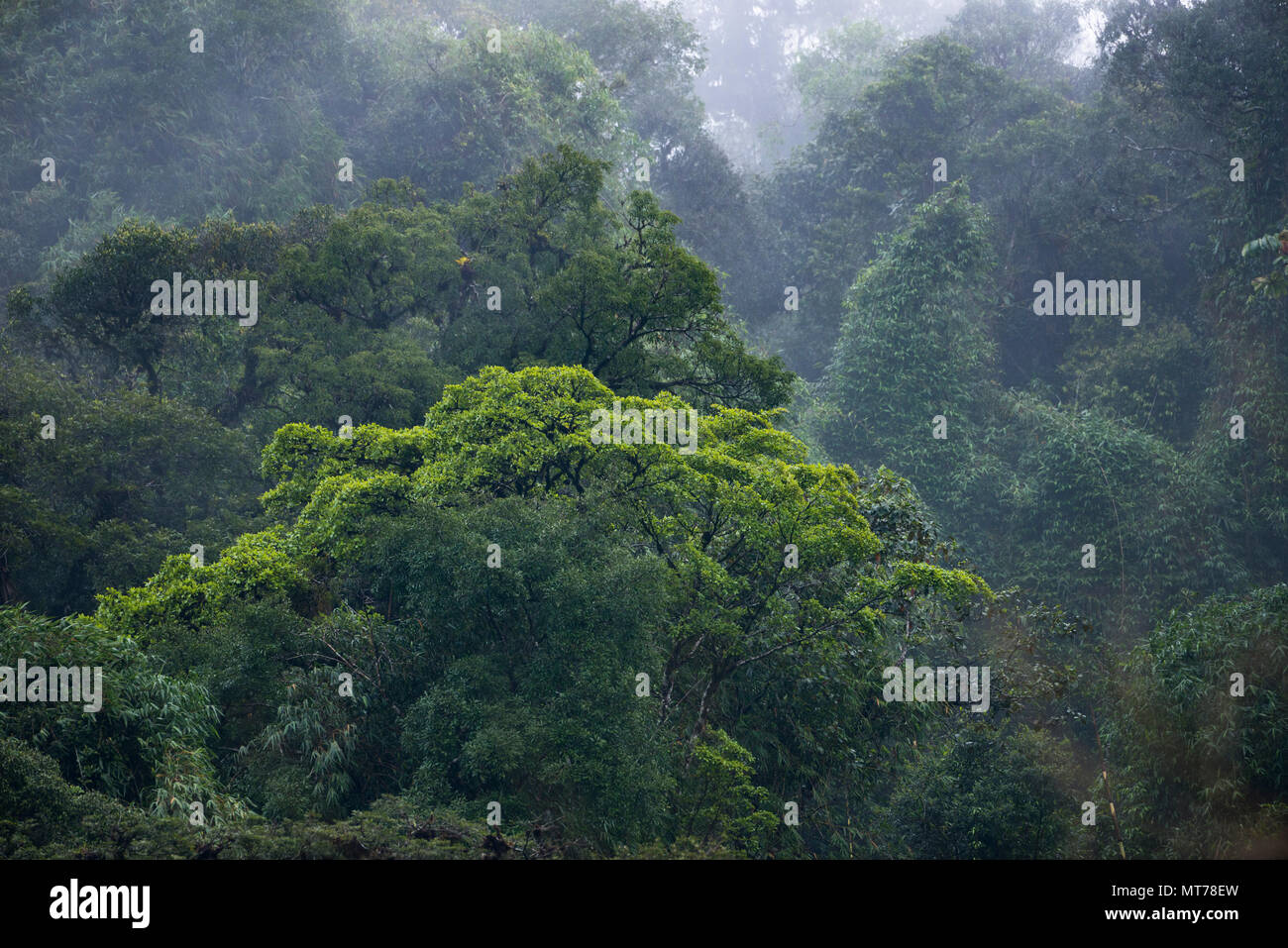 La Forêt Tropicale Atlantique primaire de l'État de São Paulo, le Brésil SE Banque D'Images