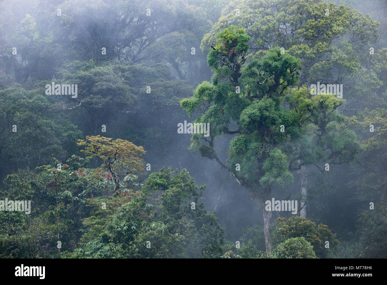 La Forêt Tropicale Atlantique primaire de l'État de São Paulo, le Brésil SE Banque D'Images