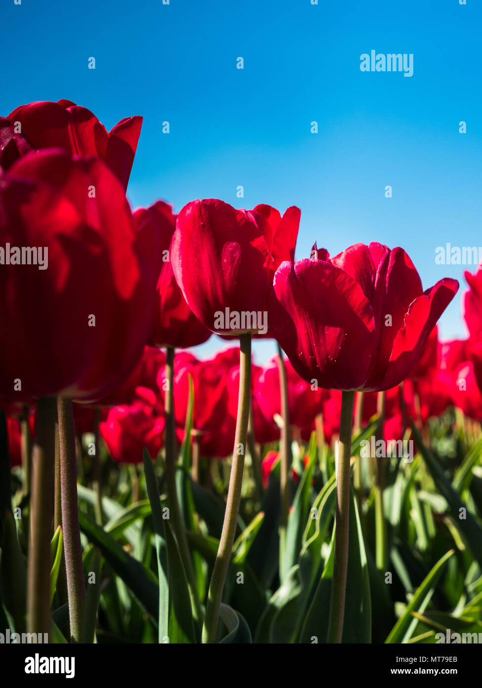 Tulipes rouges vibrantes rétroéclairé de champ dans le paysage hollandais Banque D'Images