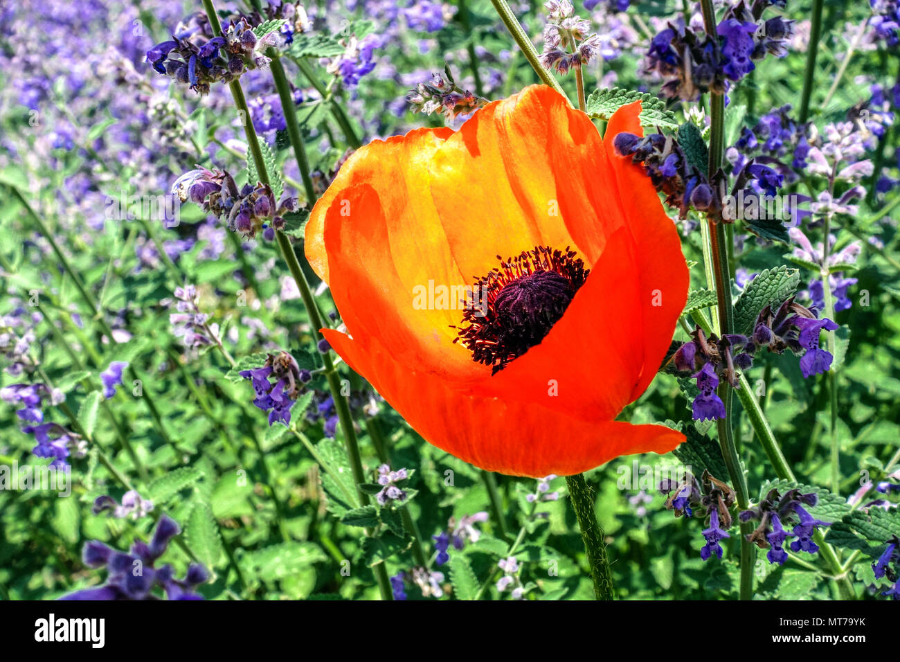 Salvia sauge de jardin et du pavot, coquelicot Banque D'Images