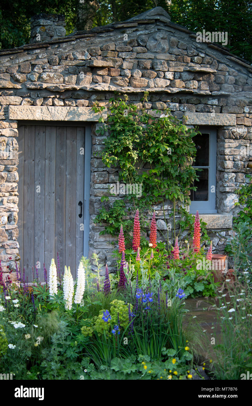 Lupinus 'Towering Inferno', 'Polar Princess' Lupinus Lupinus et chef-d'en face d'une pierre bothy dans le Yorkshire Bienvenue au jardin à l'ERS C Banque D'Images