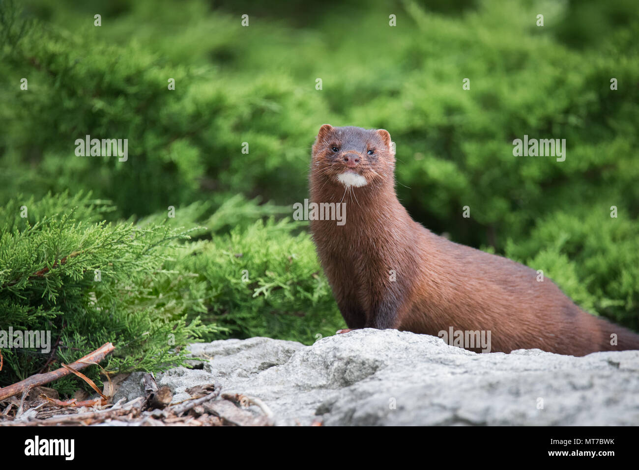 Vison d'une pose dans la verdure à l'aéroport le Colonel Samuel Smith Park. Banque D'Images