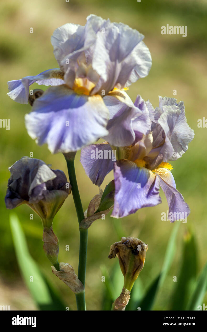 Fleur de l'iris barbu 'Hofdame' fleurs pastel pâle fleurs grandes fleurs Banque D'Images