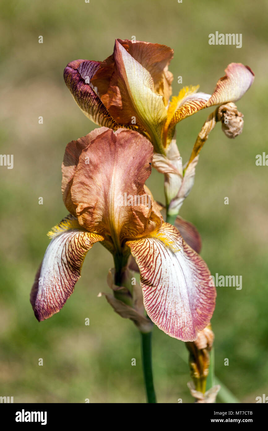 Tall bearded Iris ' ' Hochspannung, iris barbus Banque D'Images