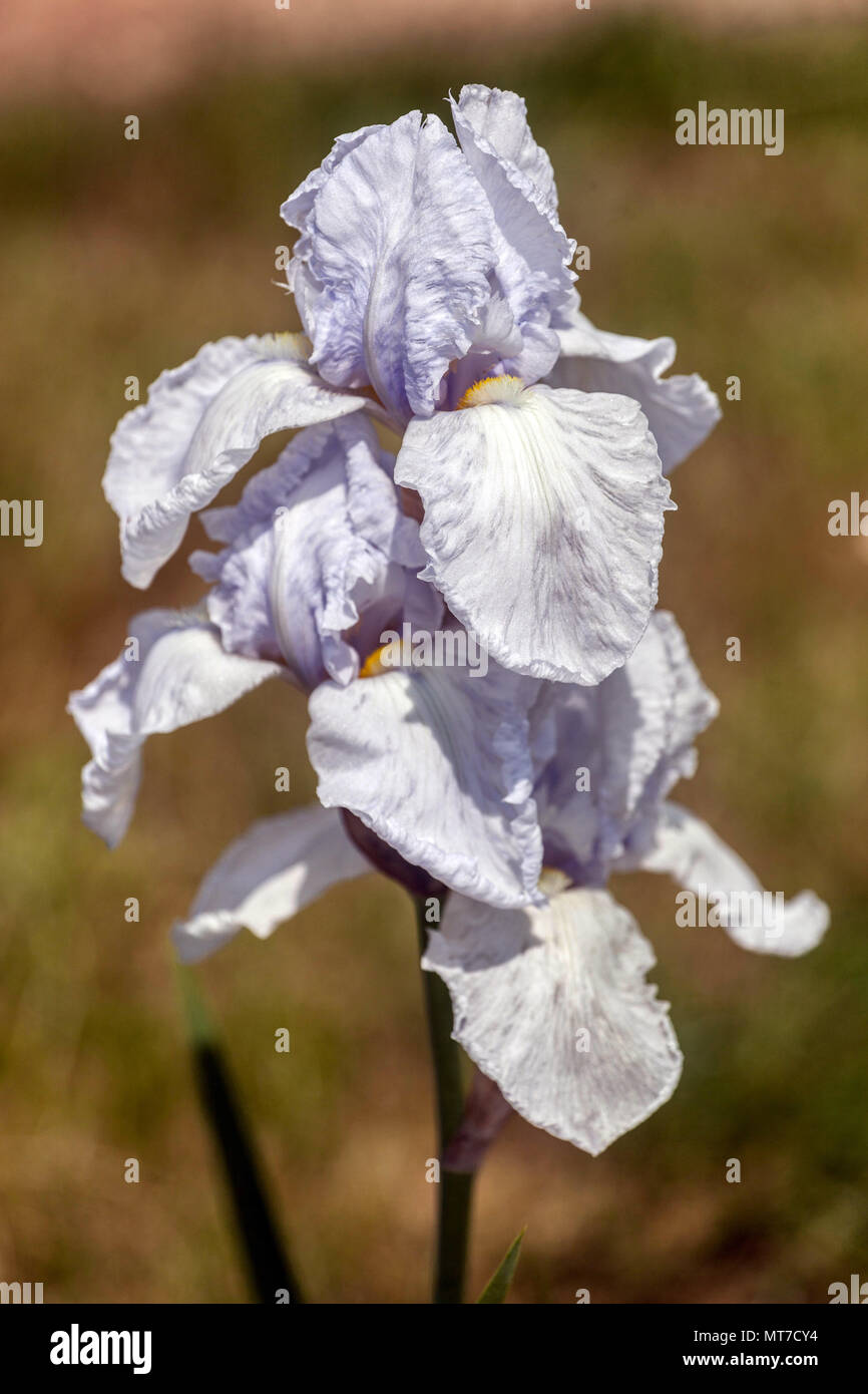 Grand fleur d'iris barbu 'Cristall' fleur d'iris blanche Banque D'Images