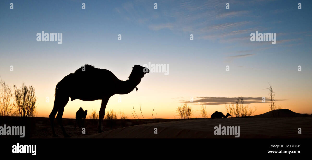 Silhouette d'un chameau au coucher du soleil dans le désert du Sahara, la Tunisie du Sud Banque D'Images