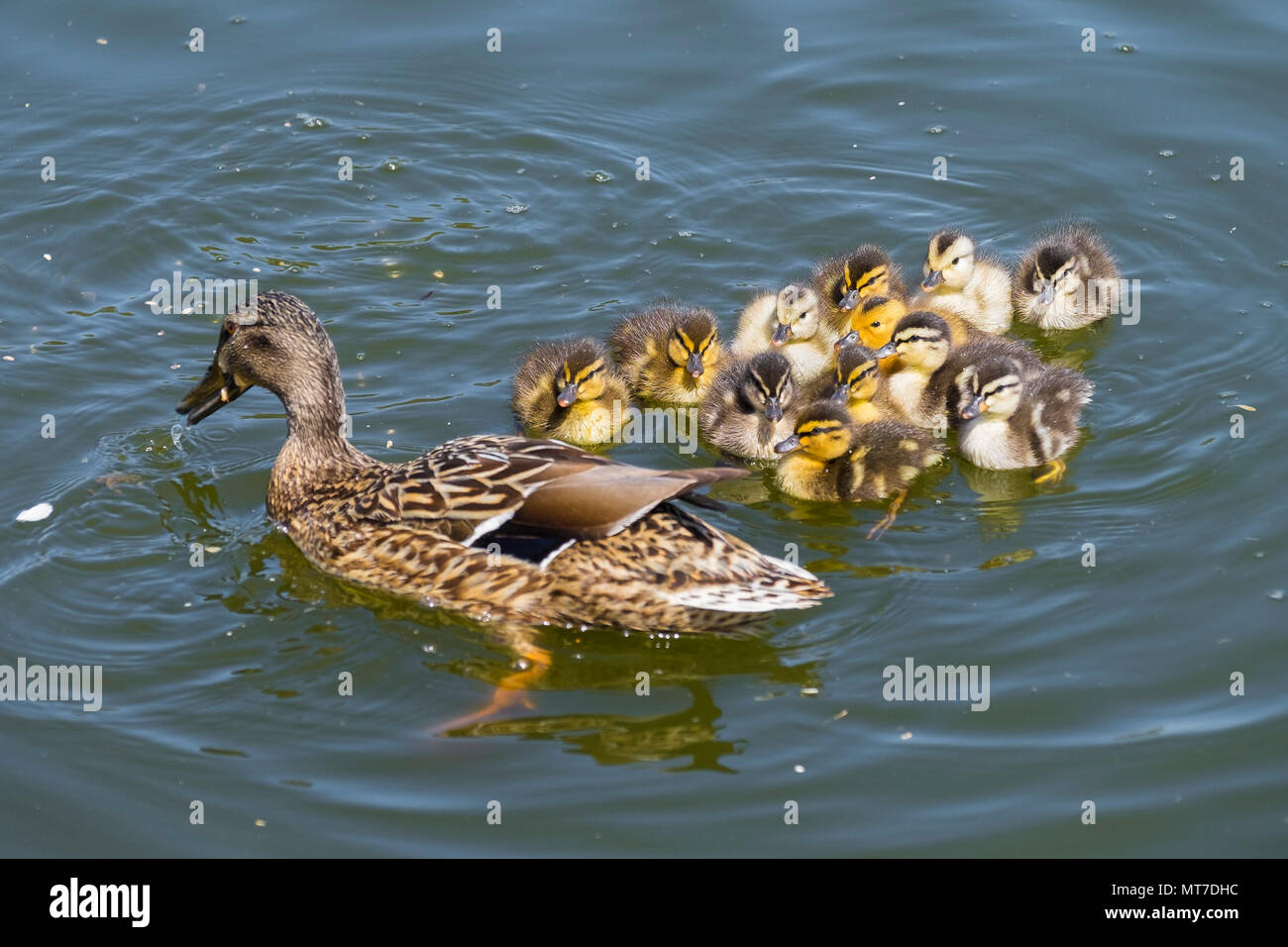Une femelle Canard colvert Anas platyrhynchos et ses canetons sur un lac. Banque D'Images