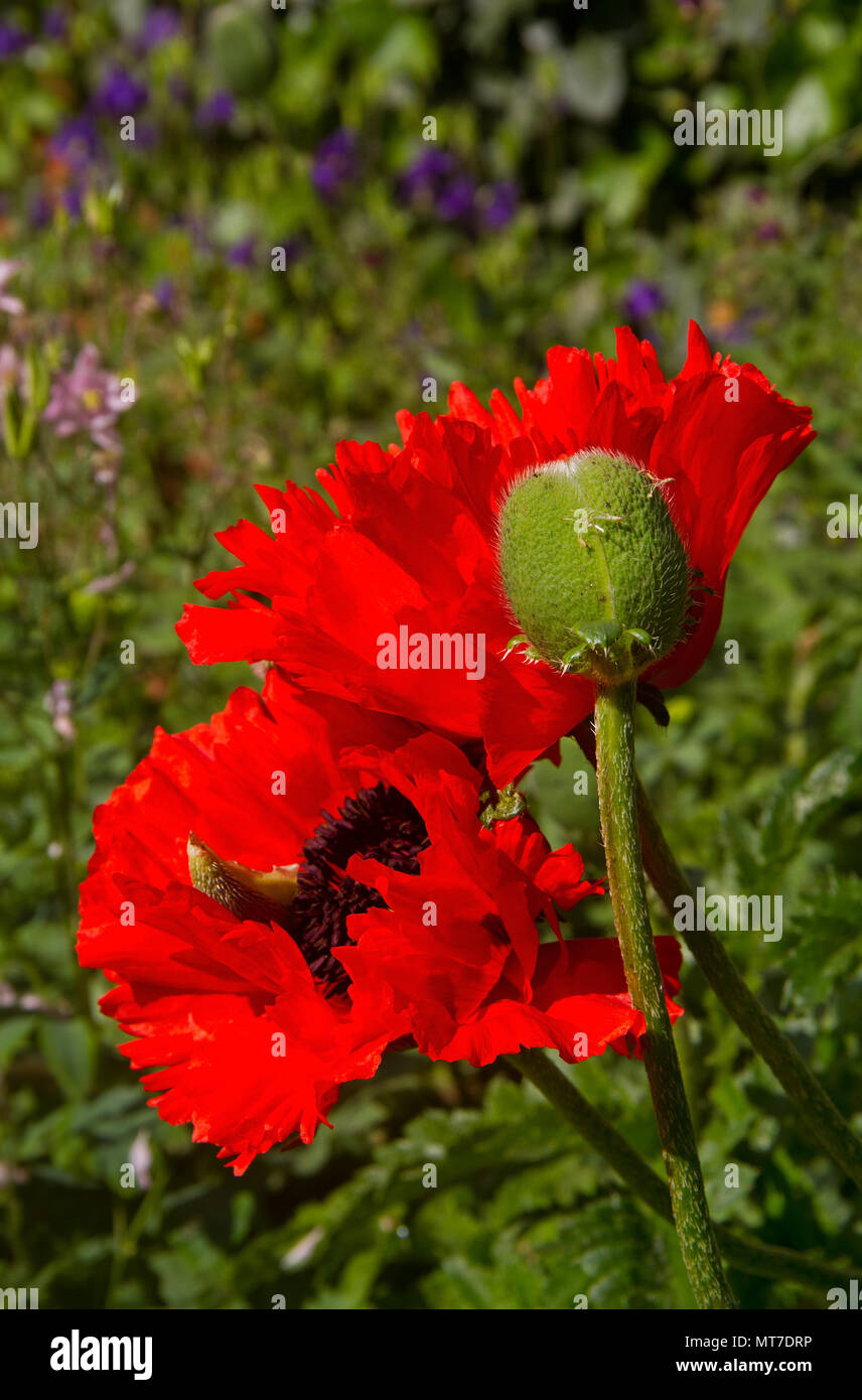 Bud et belles fleurs rouge de pavot à opium, Papaver somniferum Banque D'Images