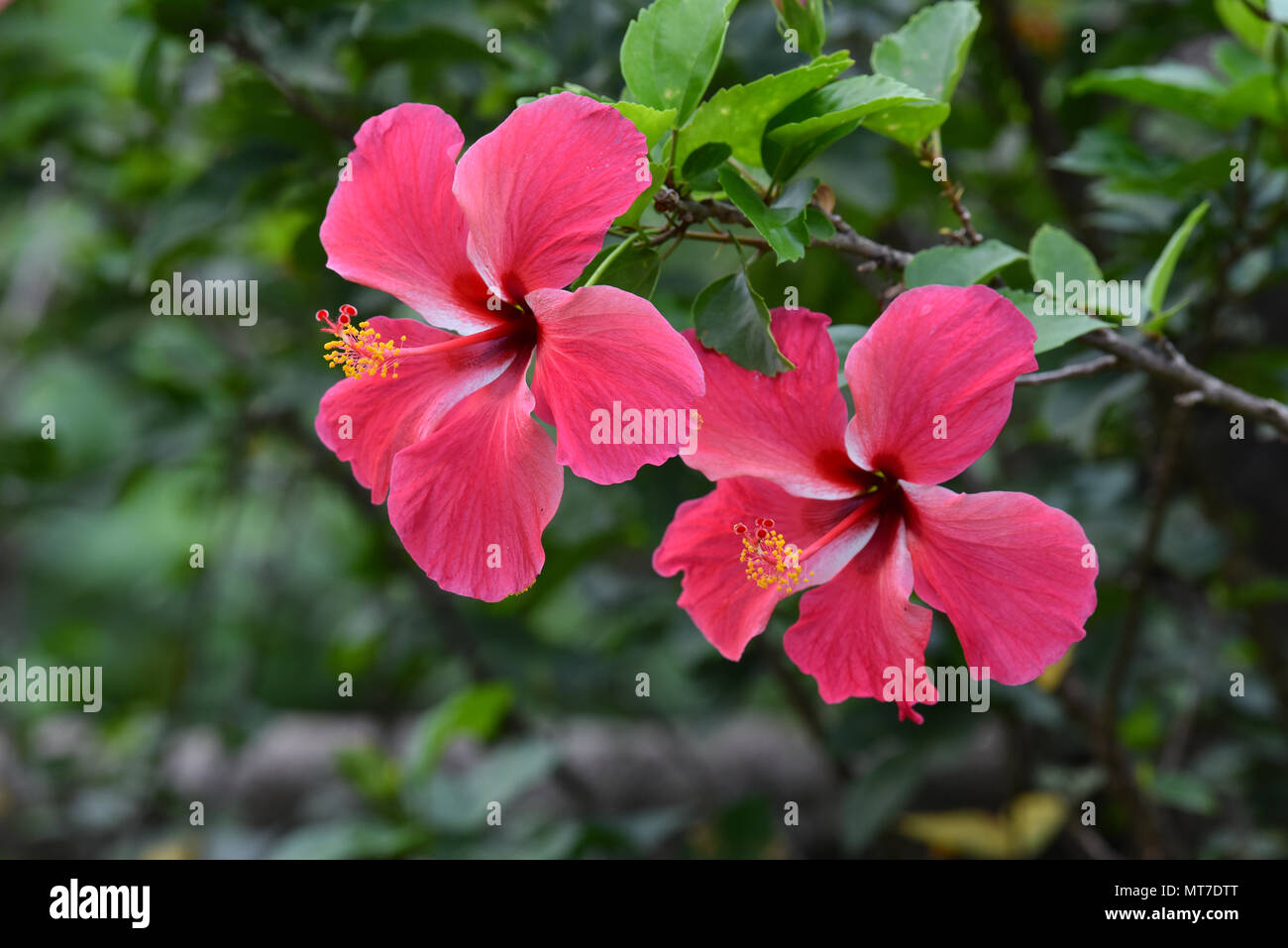 Close up de deux belles fleurs hibiscus rose Banque D'Images