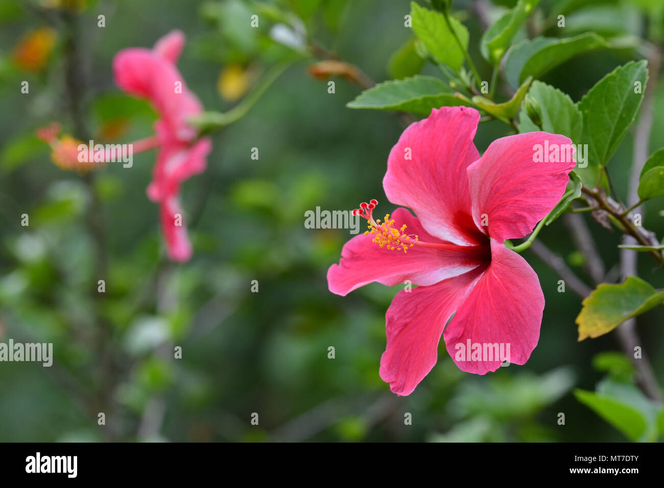 Close up de deux belles fleurs hibiscus rose Banque D'Images
