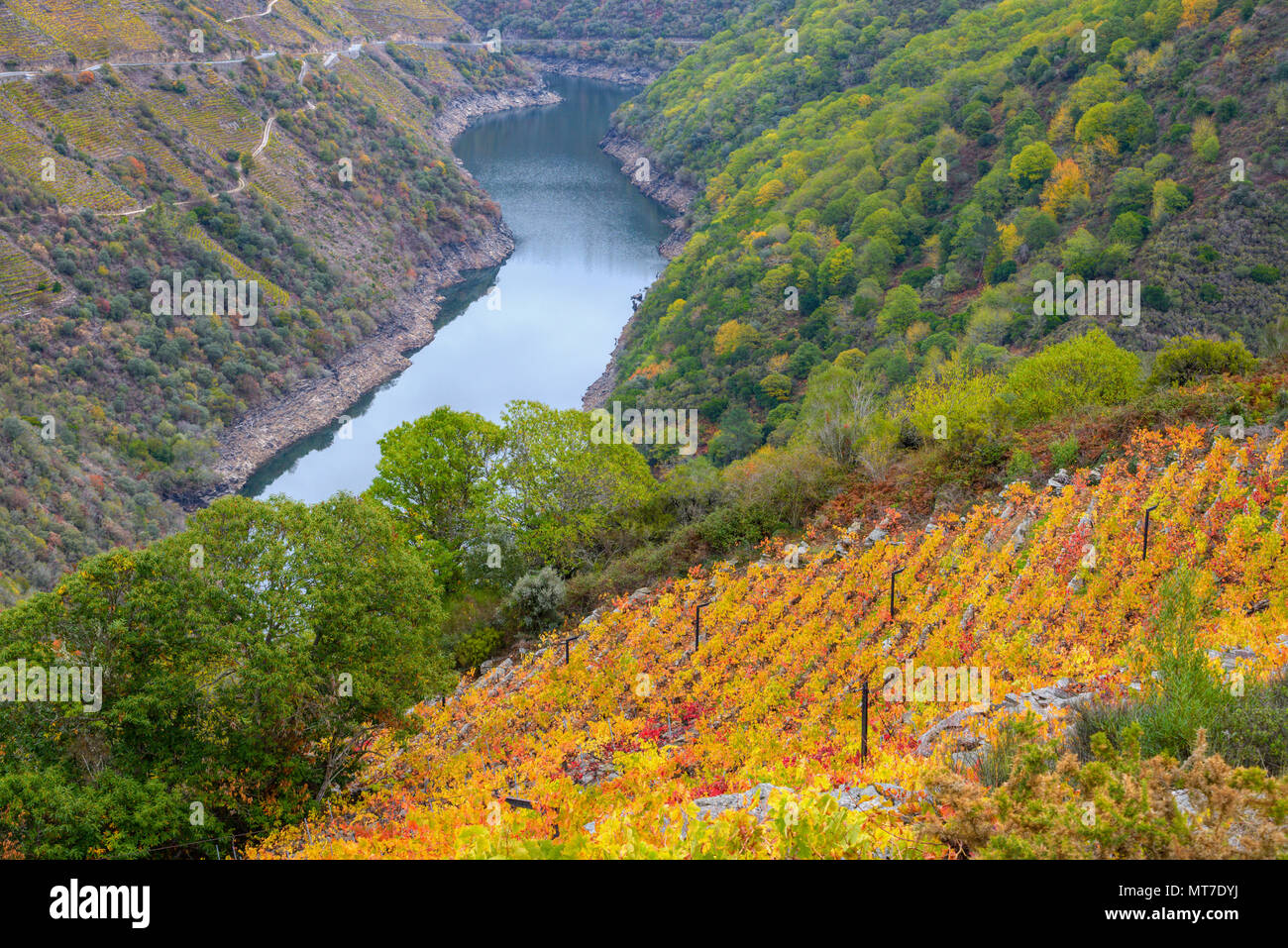 Les vignes d'or à l'automne de la Ribeira Sacra, à Sober, Galice Banque D'Images