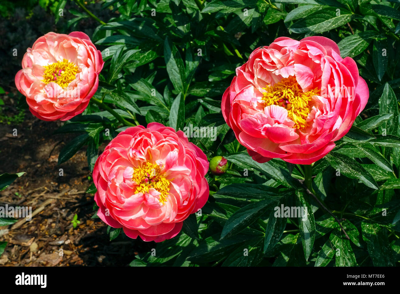 Paeonia lactiflora ' ' Charme Corail, Rose , Pivoine Pivoines Photo Stock -  Alamy
