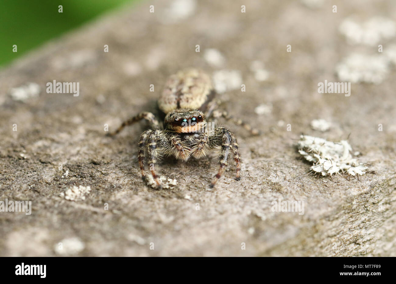 Un mignon Fence-Post Marpissa muscosa (Salticidae) sur une clôture en bois pour la chasse aux insectes. Banque D'Images