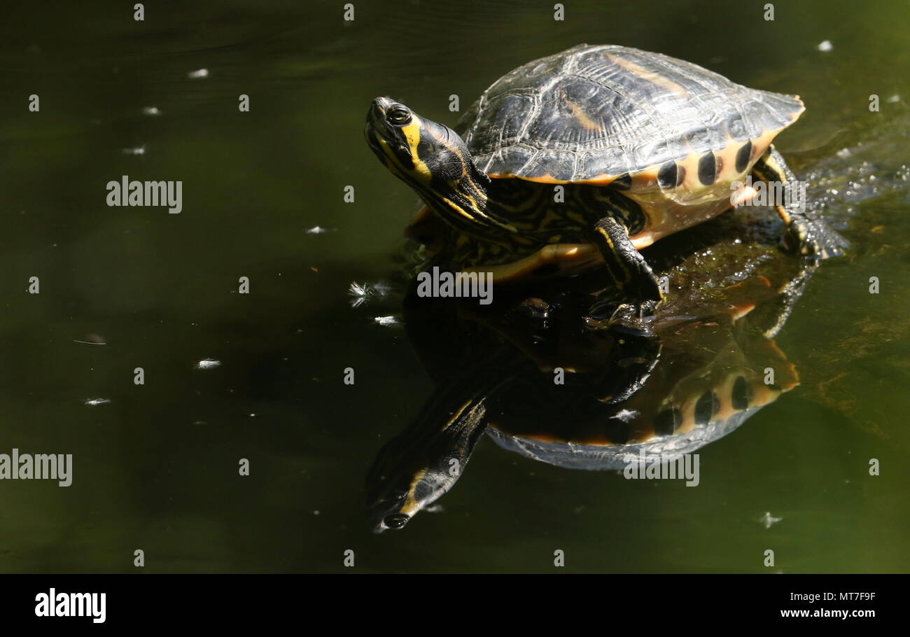 Un joli Curseur à ventre jaune (Trachemys scripta scripta) ou de l'eau debout sur une tortue dans le journal de l'eau. Montrant son reflet dans l'eau. Banque D'Images