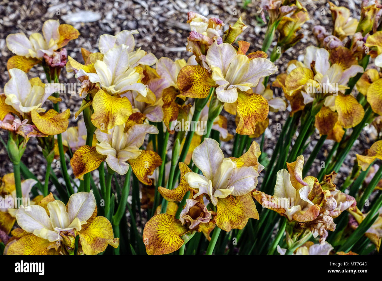 Iris sibirica ' Ginger Twist ', Iris de Sibérie Banque D'Images