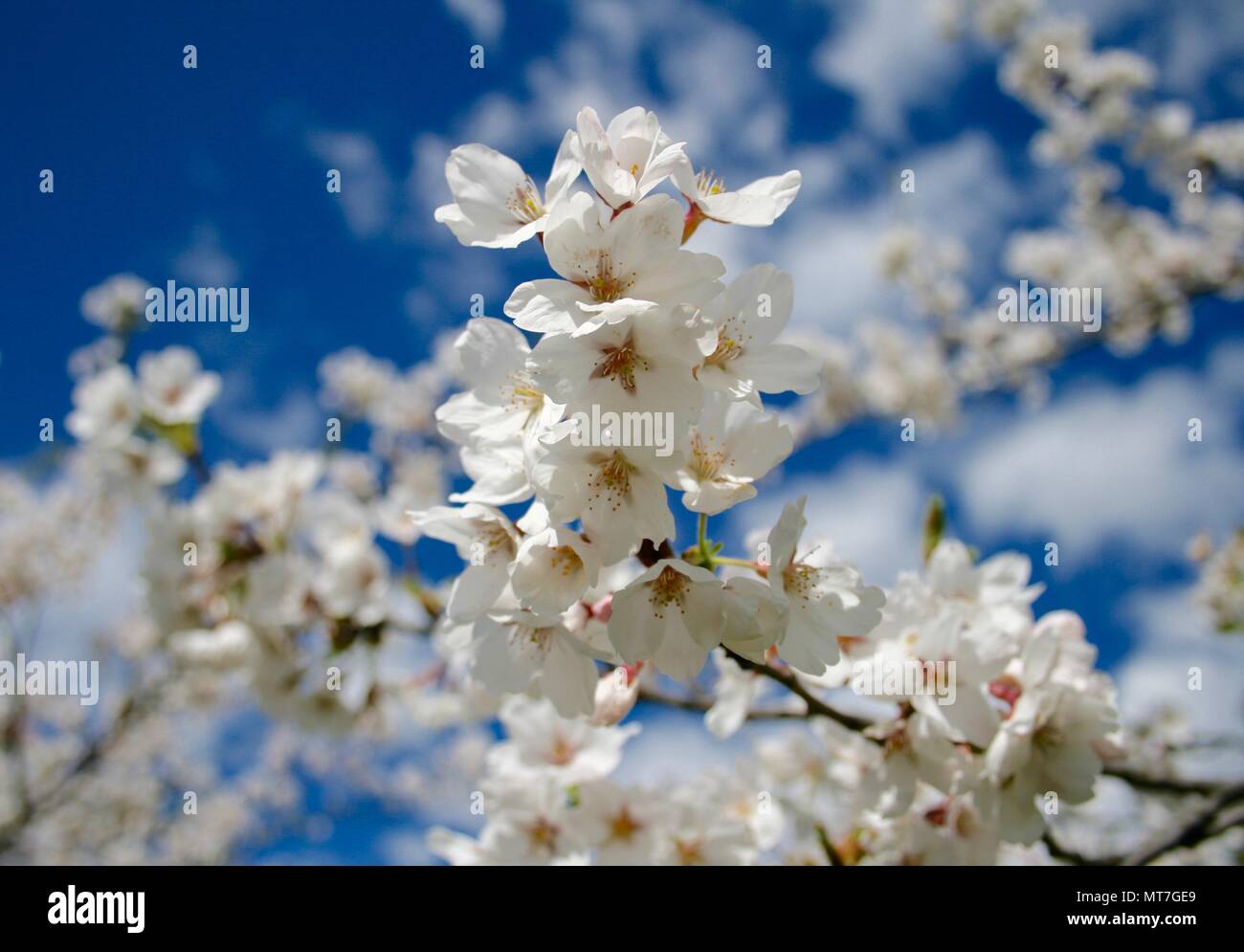 Fleur de cerisier, Sakura saison, fleur blanche avec fond de ciel bleu  Photo Stock - Alamy