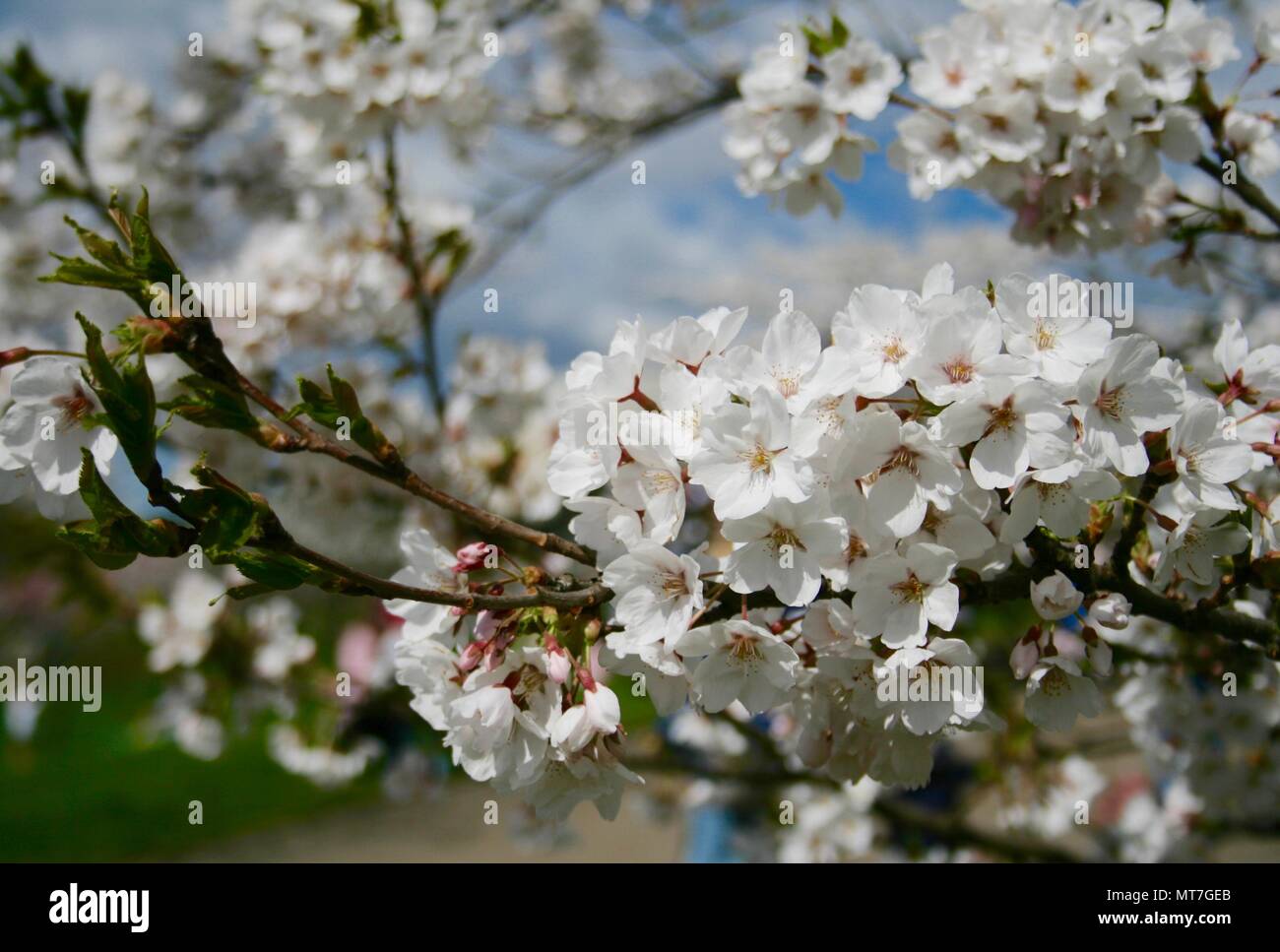 Fleur de cerisier, Sakura saison, fleur blanche avec fond de ciel bleu  Photo Stock - Alamy