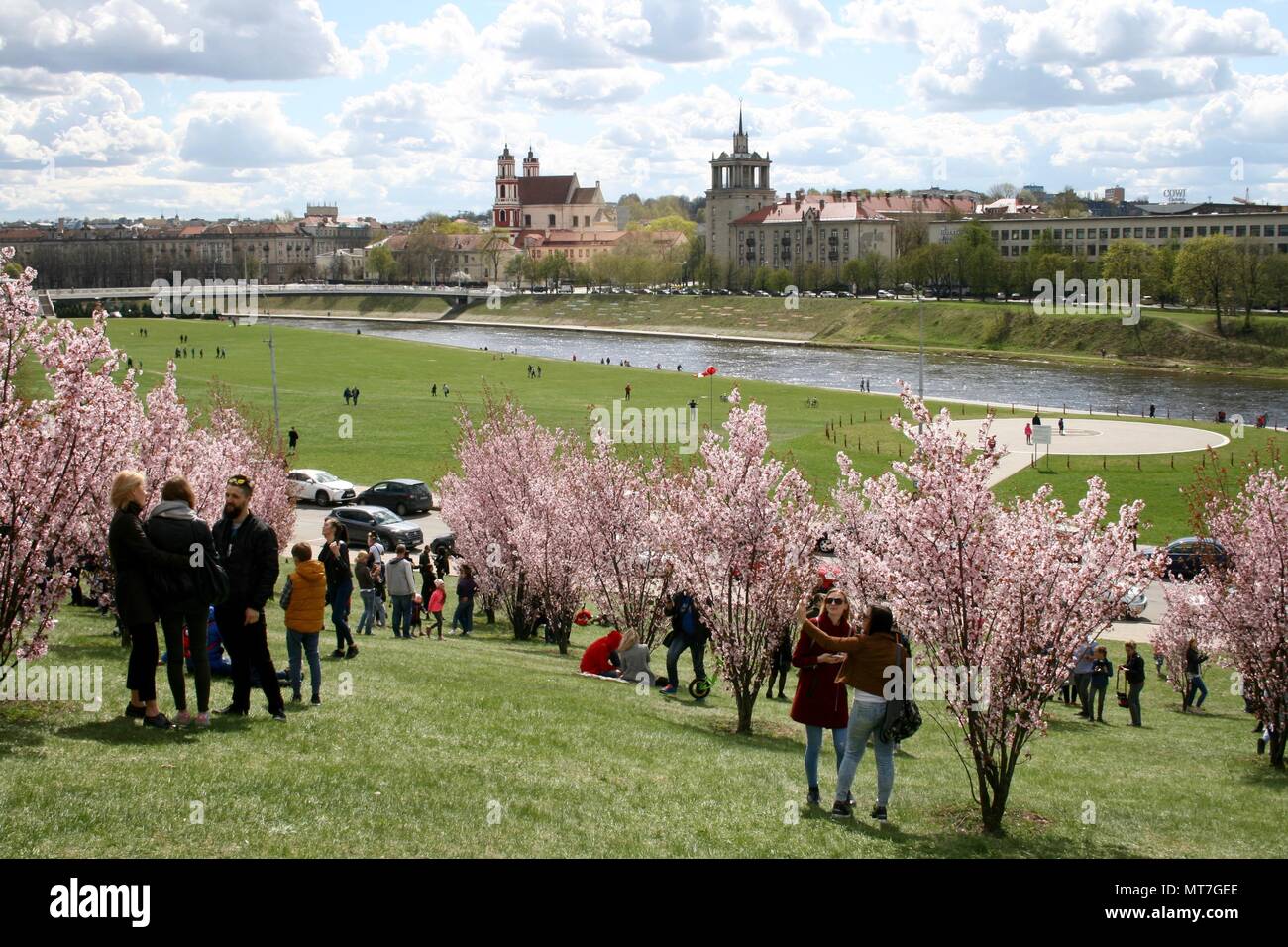 Fleur de cerisier, Sakura saison dans Vilnius, avec des fleurs roses, rivière et vue sur la ville Banque D'Images