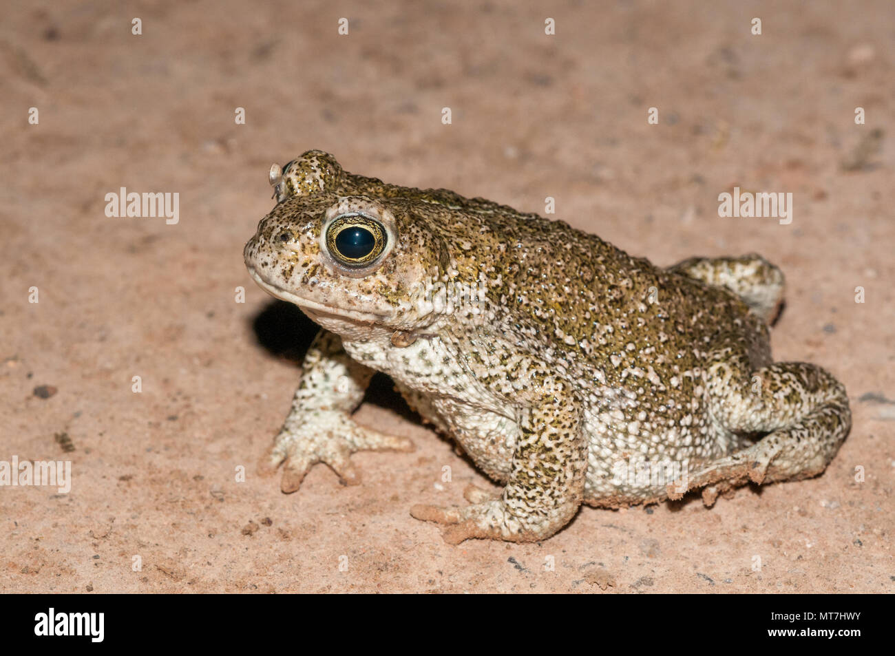 Crapaud européen Bufo bufo, Santpedor, Catalogne, Espagne Banque D'Images