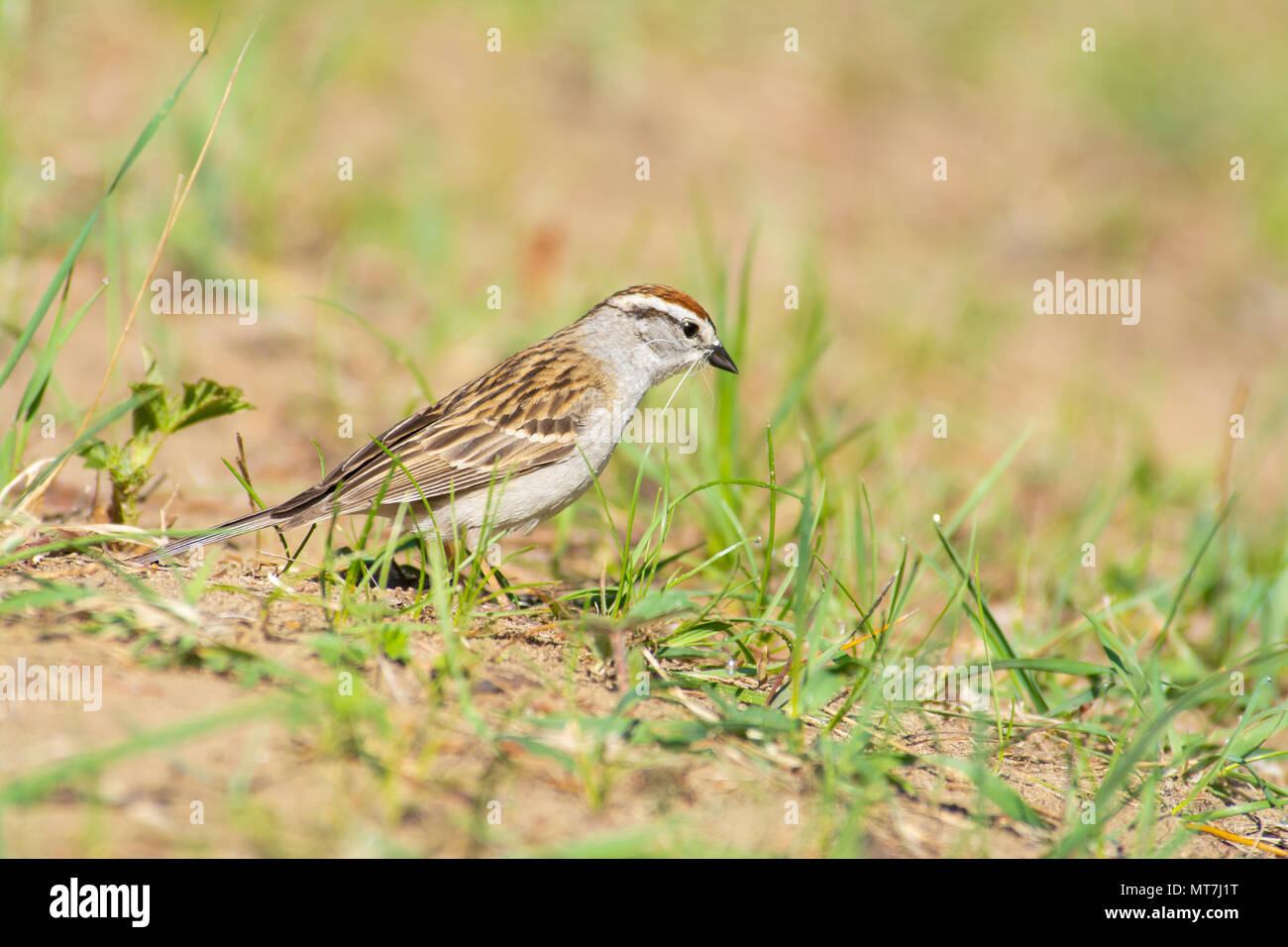 Un Chipping Sparrow Spizella passerina,, à la recherche de matériel de nidification dans une réserve naturelle dans le centre de l'Alberta, Canada. Banque D'Images