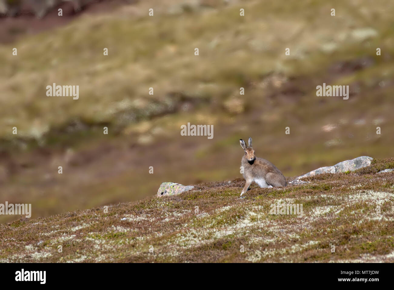 Lièvre, Lepus timidus, sur un versant de montagne en mai par une chaude journée brumeuse dans le parc national de Cairngorms, en Écosse. Banque D'Images