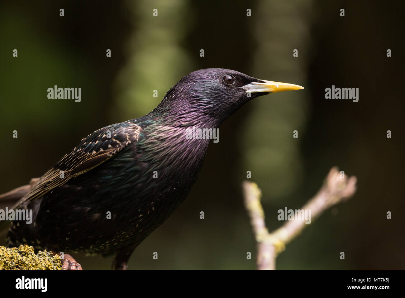 Starling perché sur une branche Banque D'Images