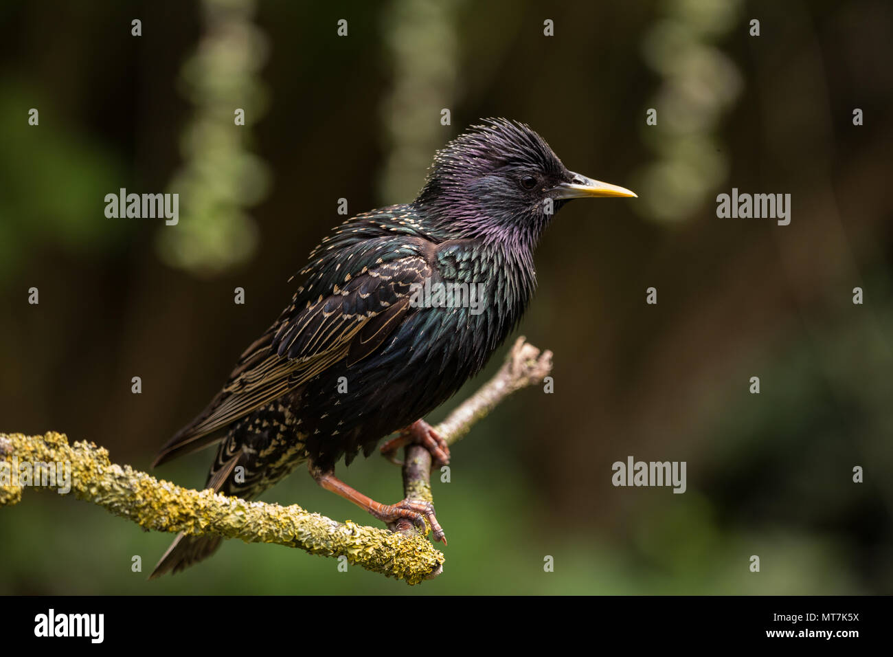 Starling perché sur une branche Banque D'Images
