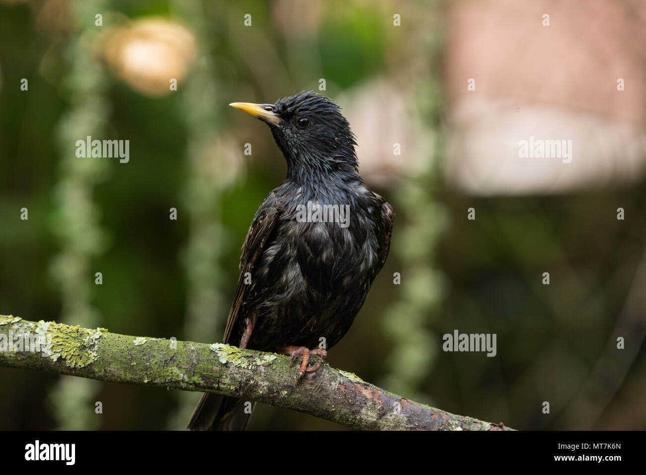 Starling humide perchée sur une branche après la pluie douche Banque D'Images