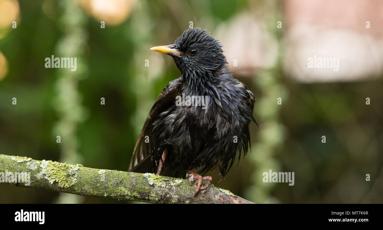 Starling humide perchée sur une branche après la pluie douche Banque D'Images