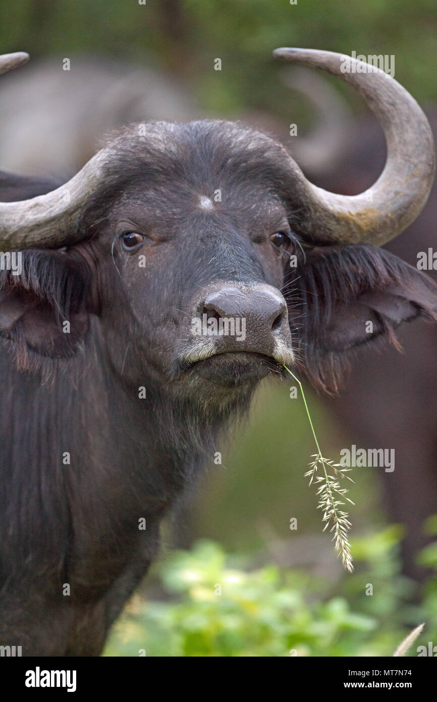 Buffle d'Afrique (Syncerus caffer). Une femme ou de vache. Manger des céréales secondaires, vieille herbe et, ce faisant, ils exposent les plus tendres pousses d'herbe pour les nombreux autres il Banque D'Images