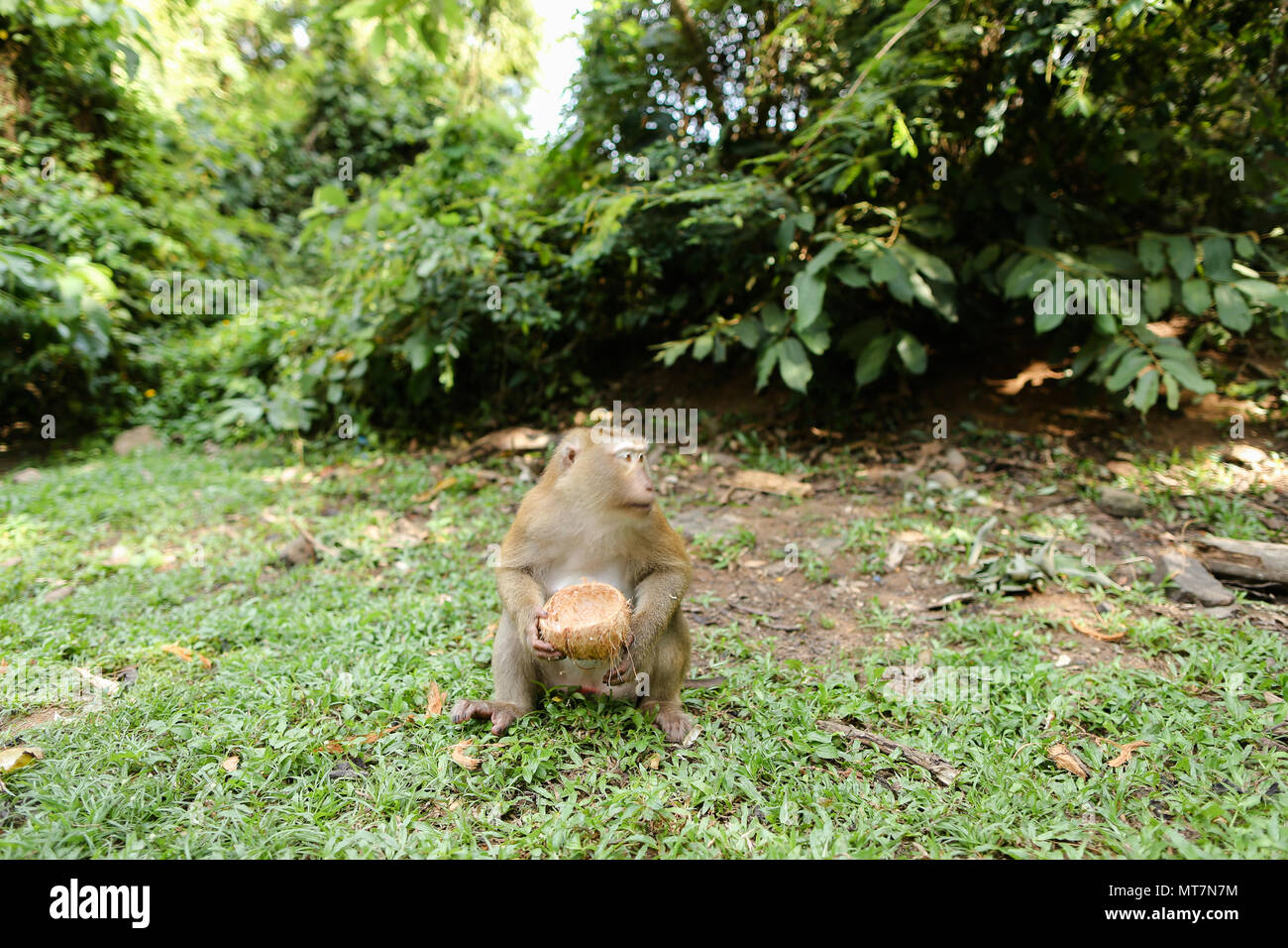 Nice Little monkey sitting on grass et de manger la noix de coco. Banque D'Images
