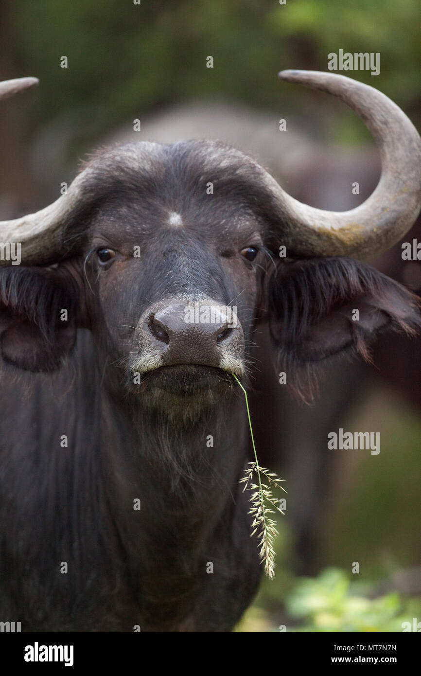 Buffle d'Afrique (Syncerus caffer). Une femme ou de vache. Manger des céréales secondaires, vieille herbe et, ce faisant, ils exposent les plus tendres pousses d'herbe pour les nombreux autres il Banque D'Images