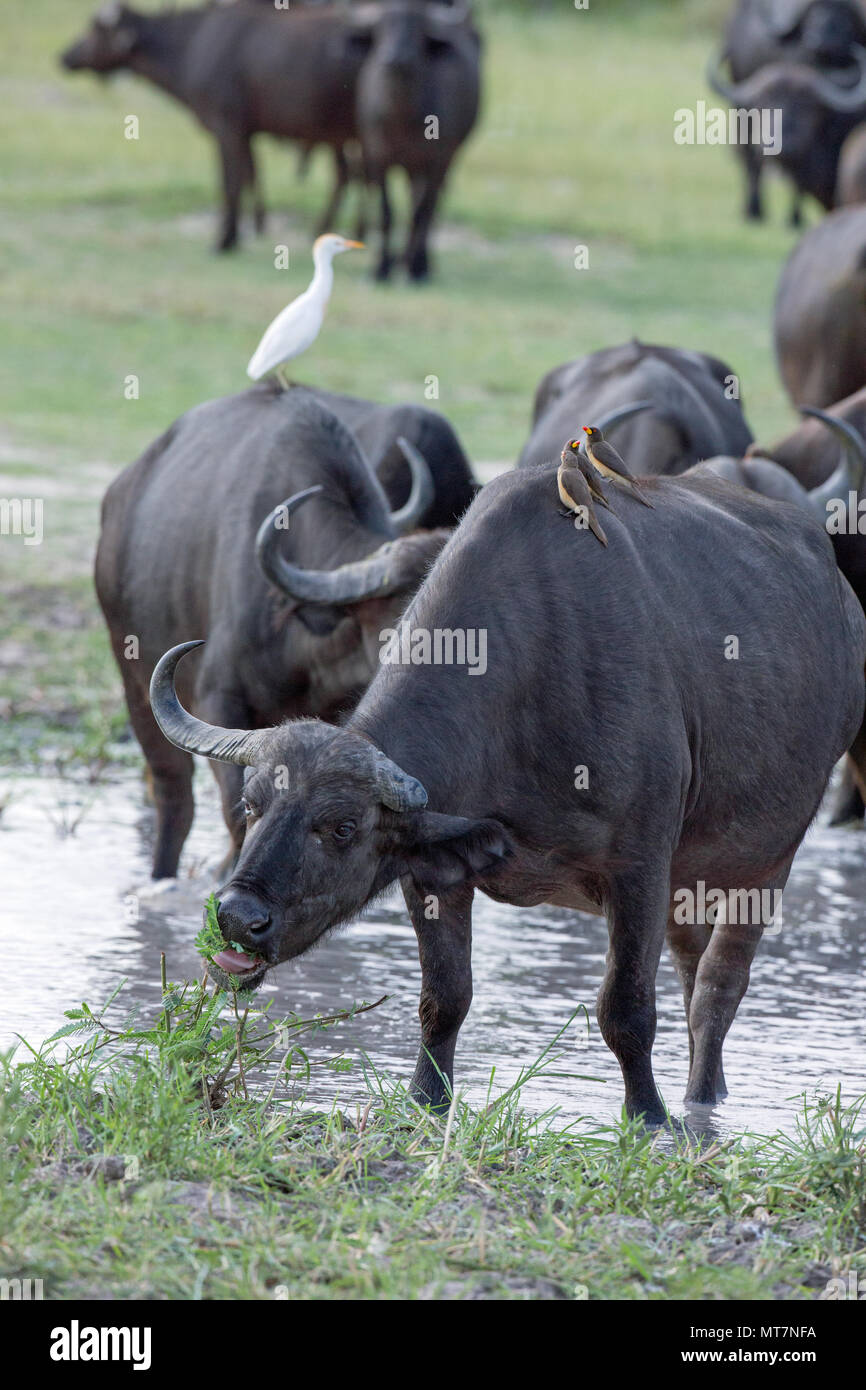 Buffalo (Syncerus caffer). L'approche du troupeau, boire de l'orifice. Les animaux avant le transport des oiseaux, Héron garde-boeuf commensal et Yellow-Oxpeckers Banque D'Images