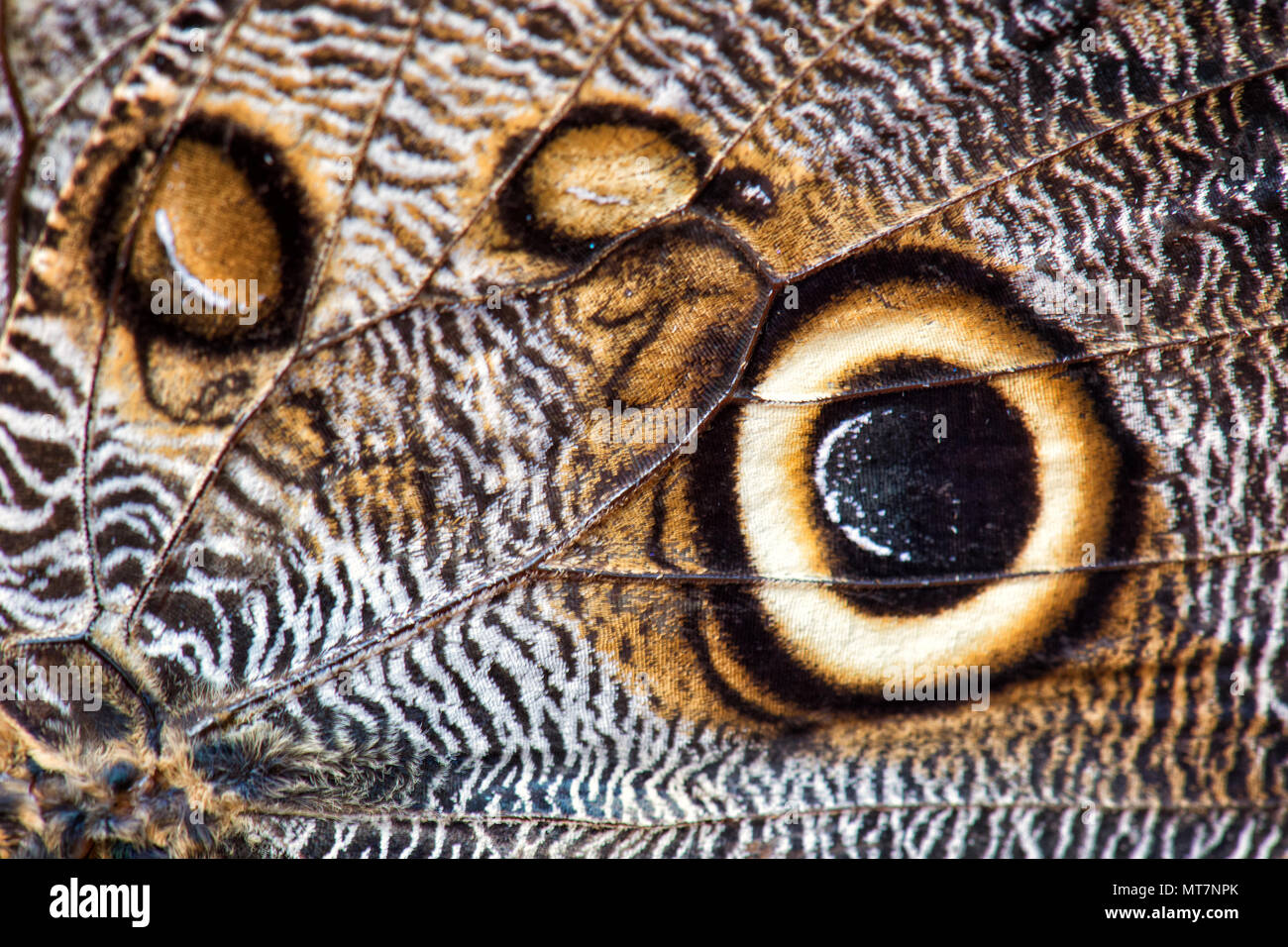 Le géant de la forêt - hibou Caligo eurilochus, grand beau papillon d'Amérique centrale et du Sud les forêts. Banque D'Images