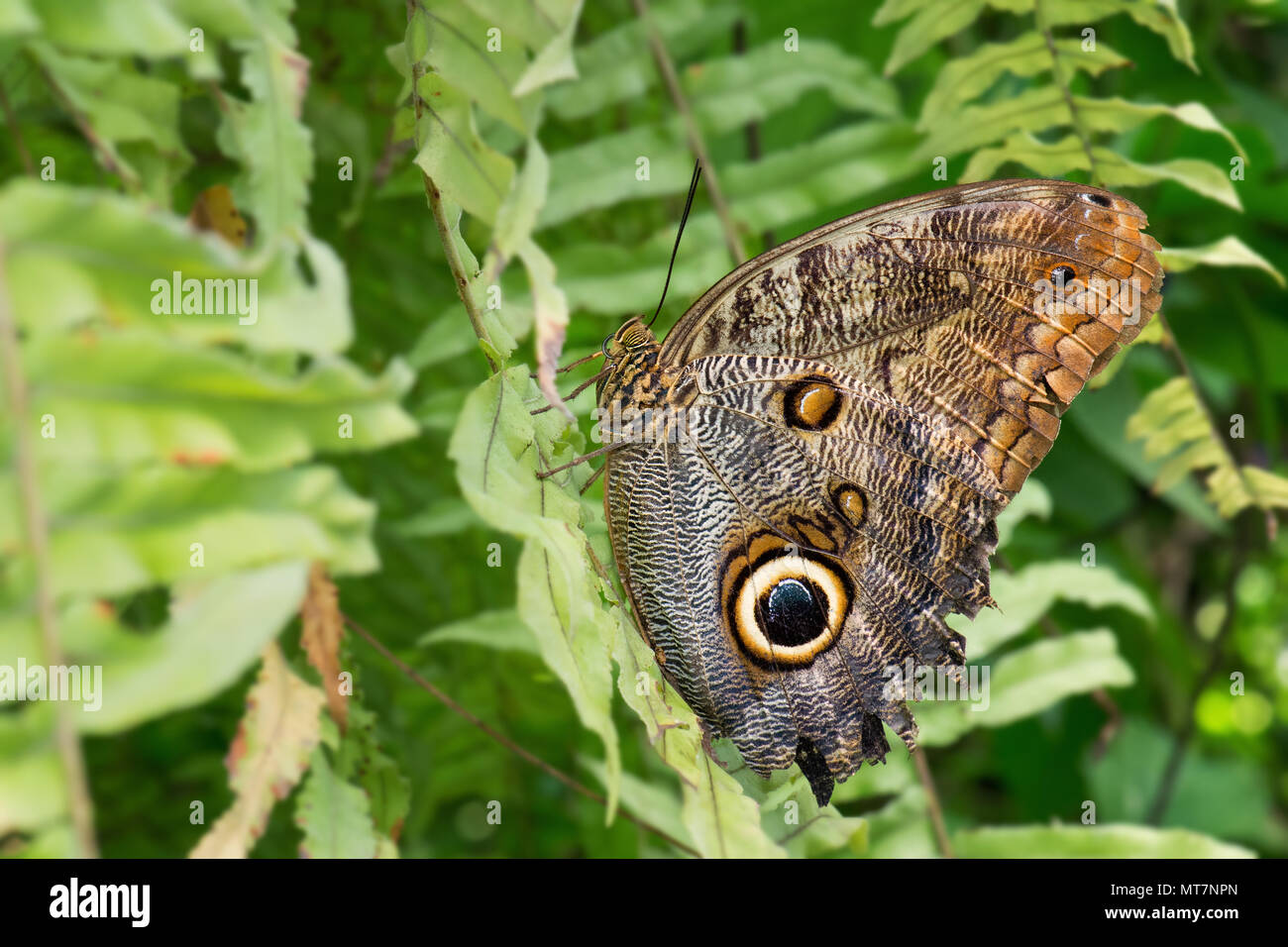 Le géant de la forêt - hibou Caligo eurilochus, grand beau papillon d'Amérique centrale et du Sud les forêts. Banque D'Images