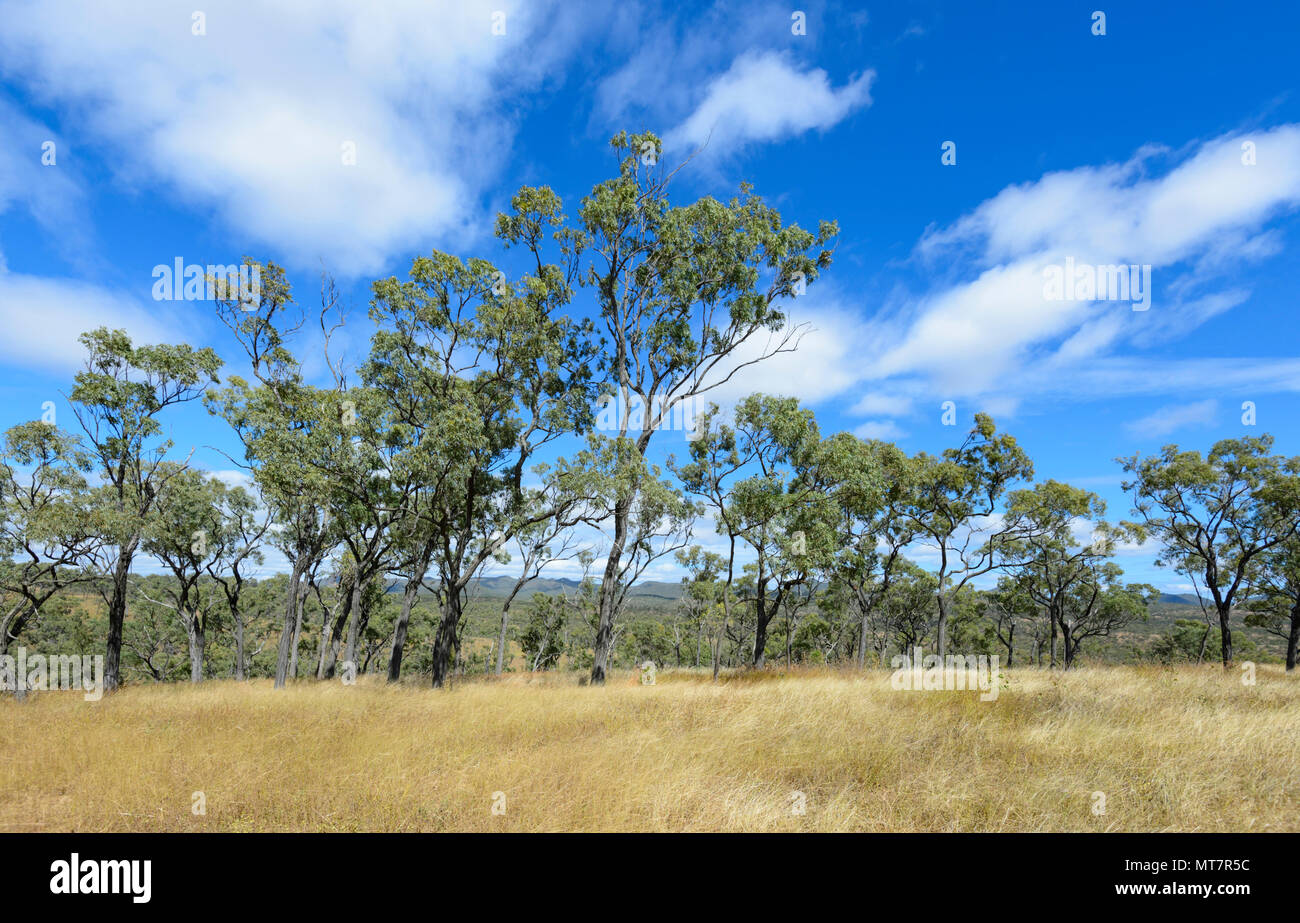 Vue panoramique de l'Hodgkinson Goldfields, près du Mont Mulligan, Far North Queensland, Queensland, Australie, FNQ Banque D'Images