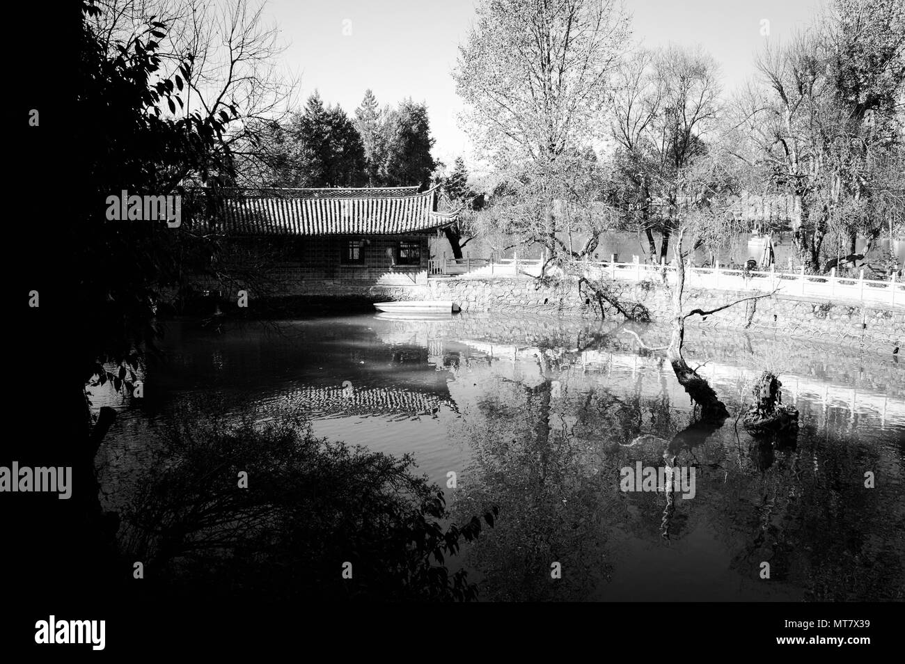 Arbre isolé dans le parc chinois (vieille ville de Lijiang, Yunnan, Chine) Banque D'Images