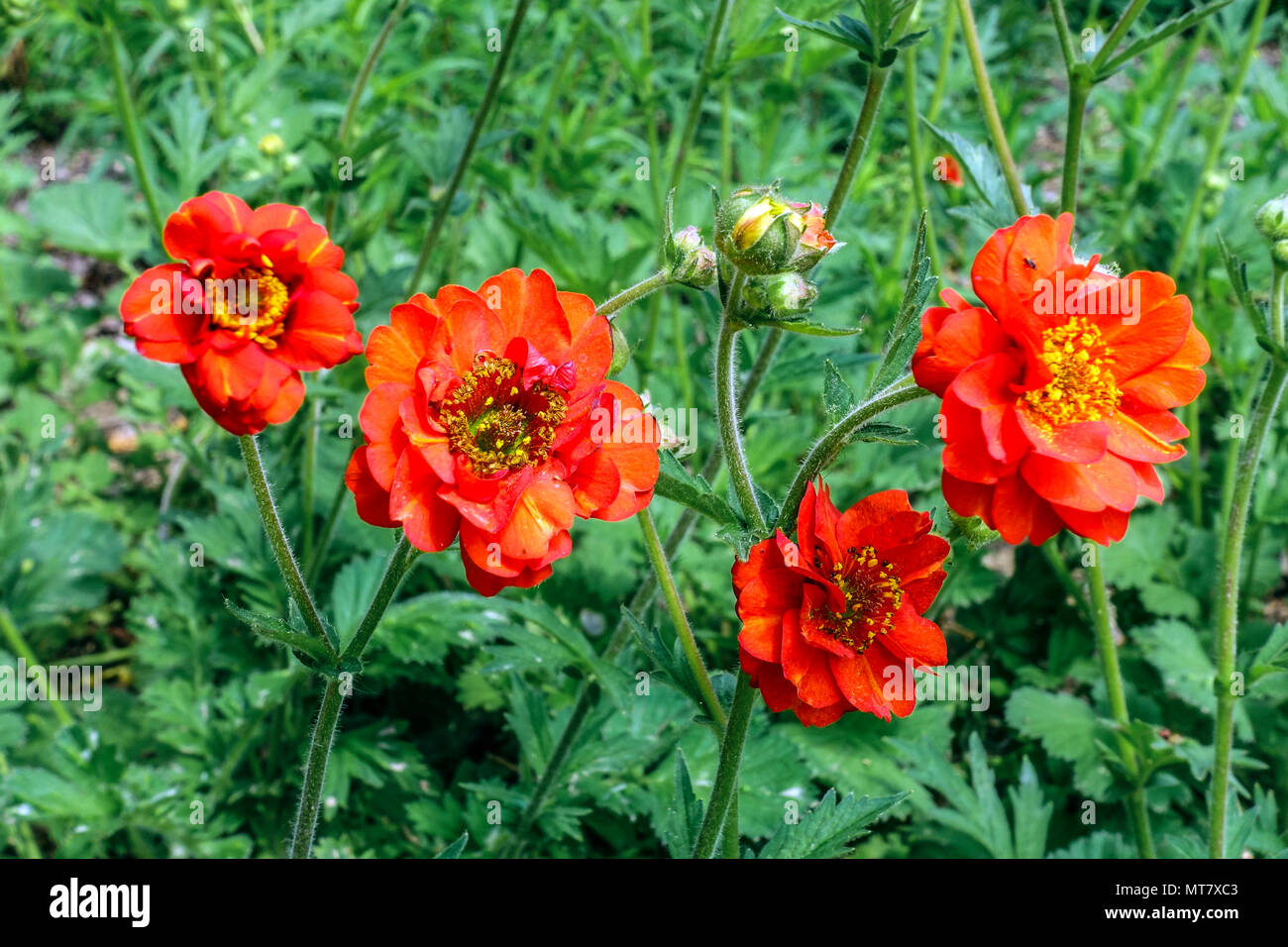 Fleur de Geum 'Mrs J Bradshaw' couleur rouge Banque D'Images