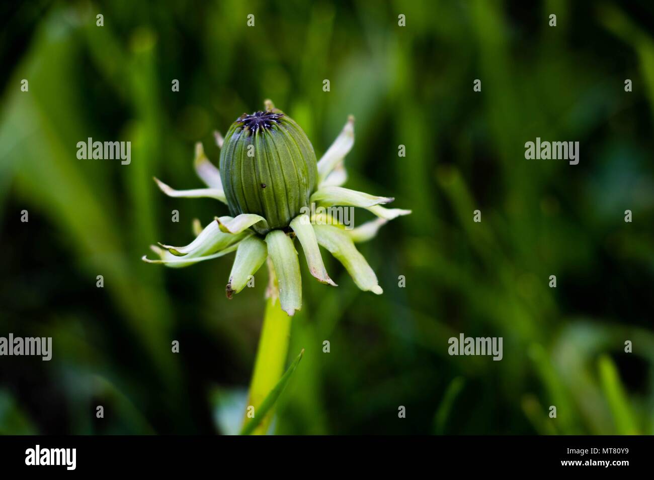 Un bourgeon de pissenlit. Isolé sur fond vert. Banque D'Images